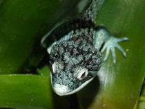 Abronia graminea (breiter Augenring)